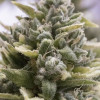 OG Kush Auto