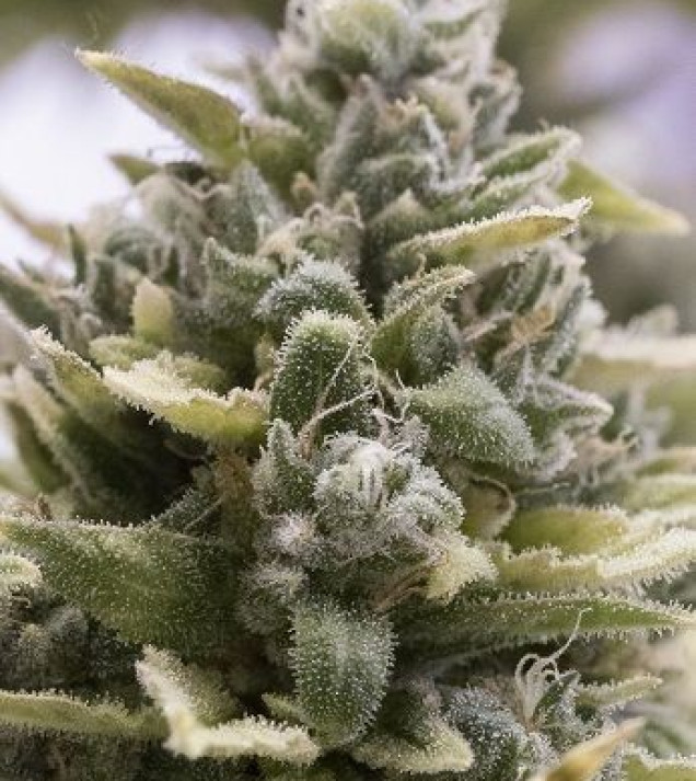 OG Kush Auto