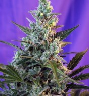 Sweet Skunk Fast Version