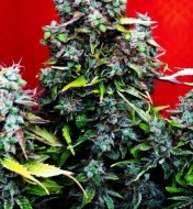 Sweet Afghani Delicious Auto