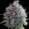 Killer A5 Haze SALDI