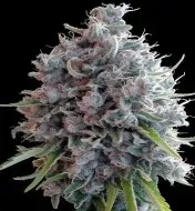 Killer A5 Haze SALDI
