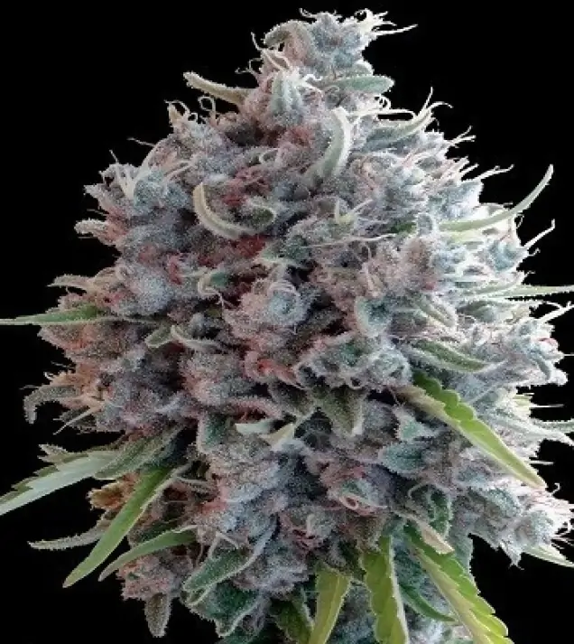 Killer A5 Haze SALDI
