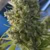 Killer A5 Haze SALDI