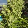 Killer A5 Haze SALDI