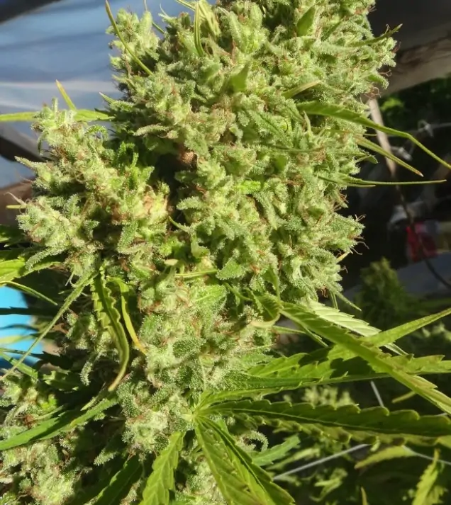 Killer A5 Haze SALDI