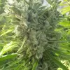 Killer A5 Haze SALDI