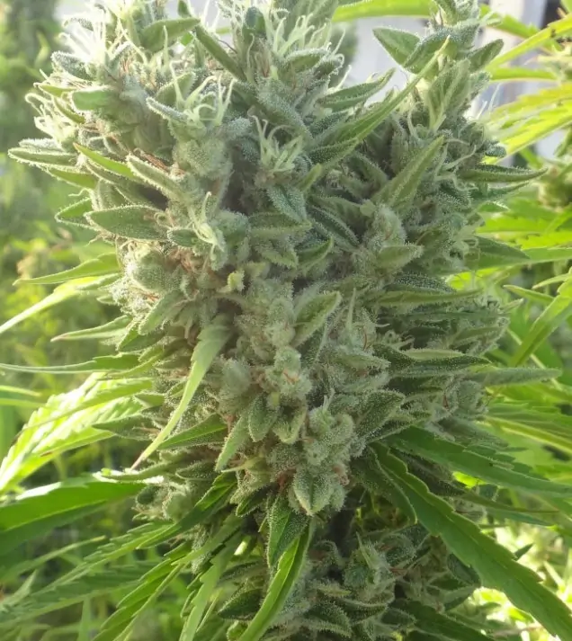 Killer A5 Haze SALDI