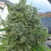 Killer A5 Haze SALDI