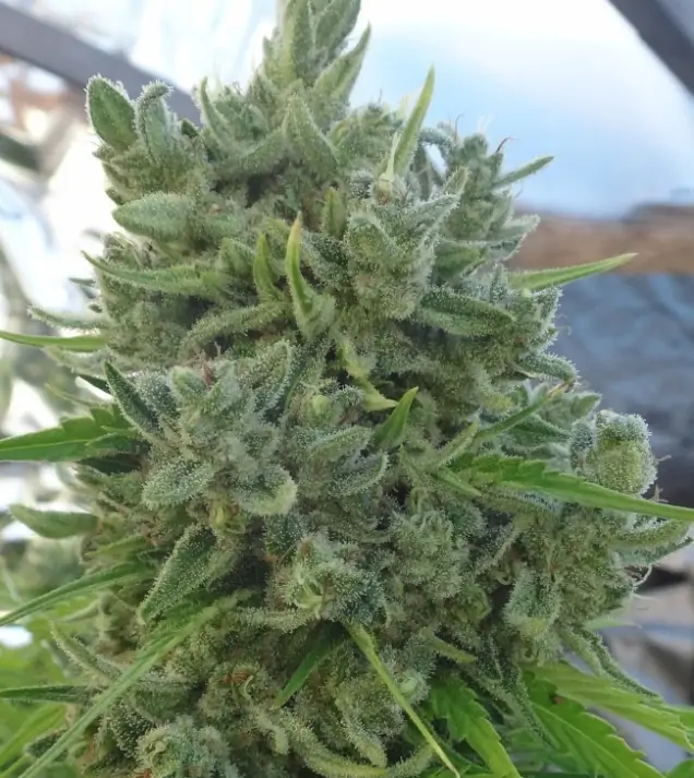 Killer A5 Haze SALDI
