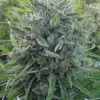 Killer A5 Haze SALDI