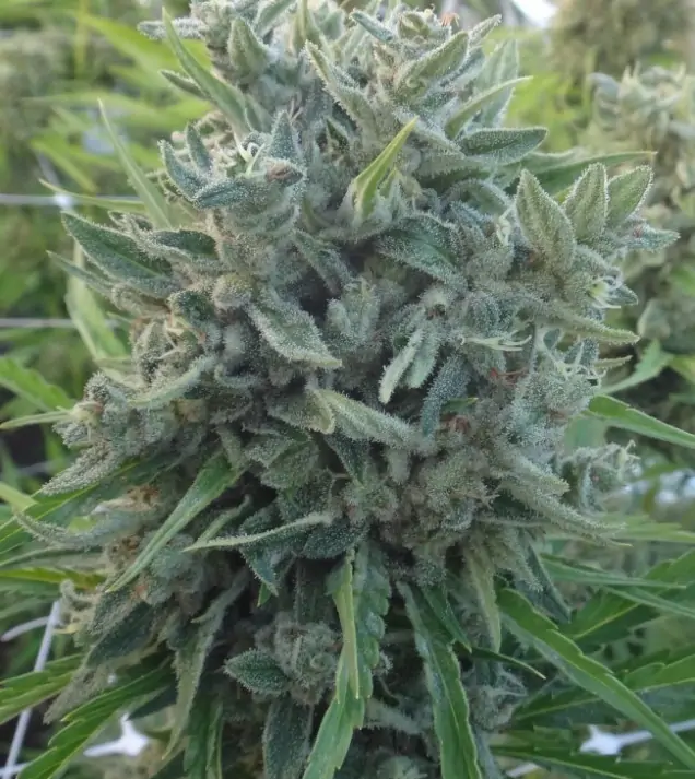 Killer A5 Haze SALDI