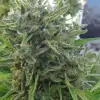 Killer A5 Haze SALDI