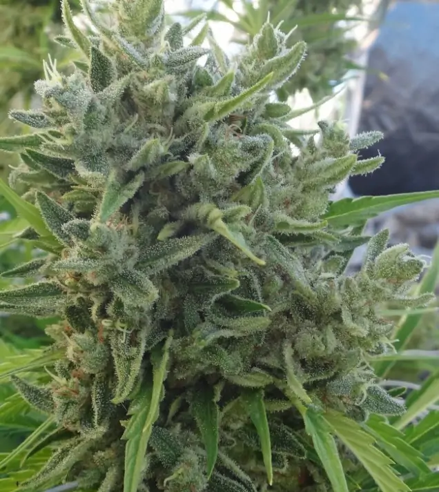 Killer A5 Haze SALDI