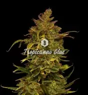 Tropicanna Glue SALDI
