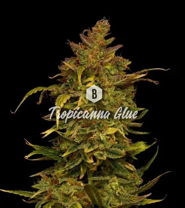 Tropicanna Glue SALDI