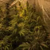 Tropicanna Glue SALDI