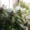 Tropicanna Glue SALDI