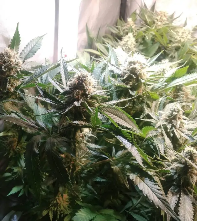Tropicanna Glue SALDI