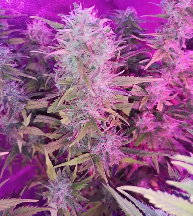 Tropicanna Glue SALDI