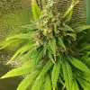 Tropicanna Glue SALDI