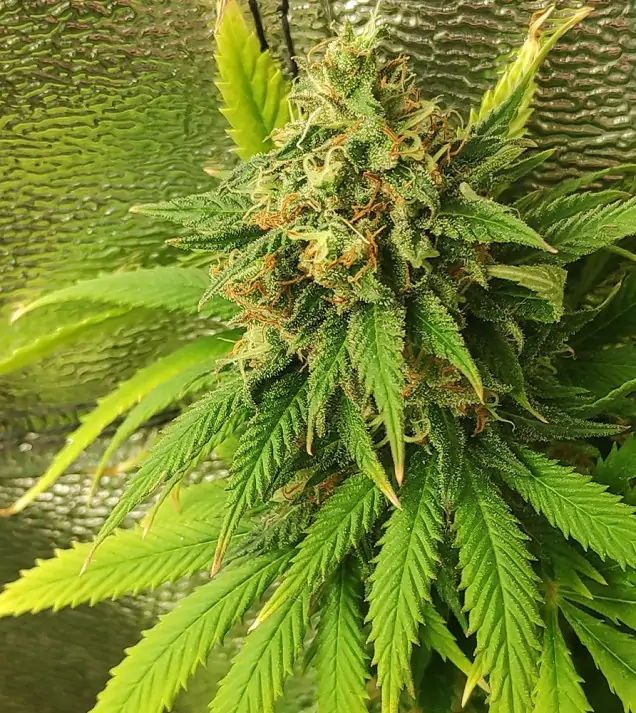 Tropicanna Glue SALDI