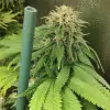 Tropicanna Glue SALDI