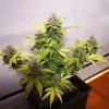 Tropicanna Glue SALDI