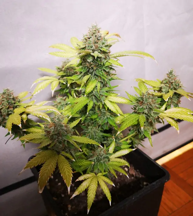 Tropicanna Glue SALDI