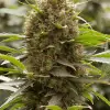 Amnesia OG SALDI