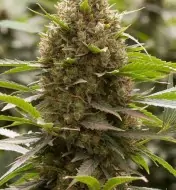 Amnesia OG SALDI