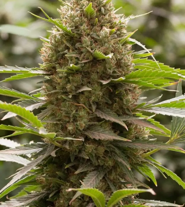 Amnesia OG SALDI