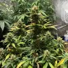 Auto Critical XL SALDI