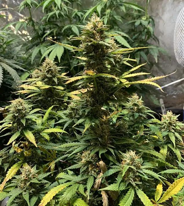 Auto Critical XL SALDI