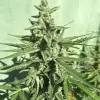 Auto Critical XL SALDI