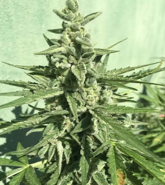 Auto Critical XL SALDI