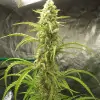 Auto Critical XL SALDI