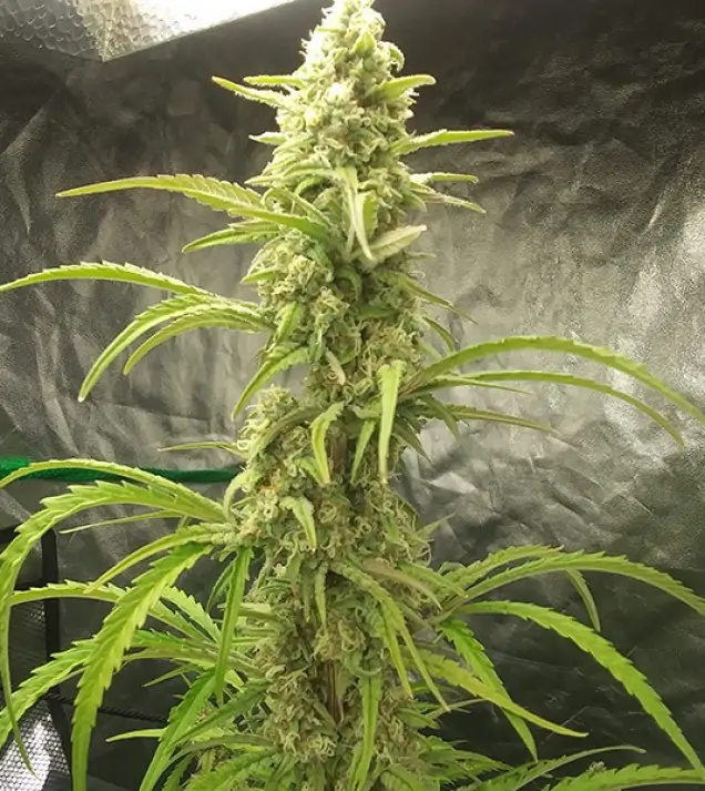Auto Critical XL SALDI