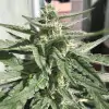 Auto Critical XL SALDI