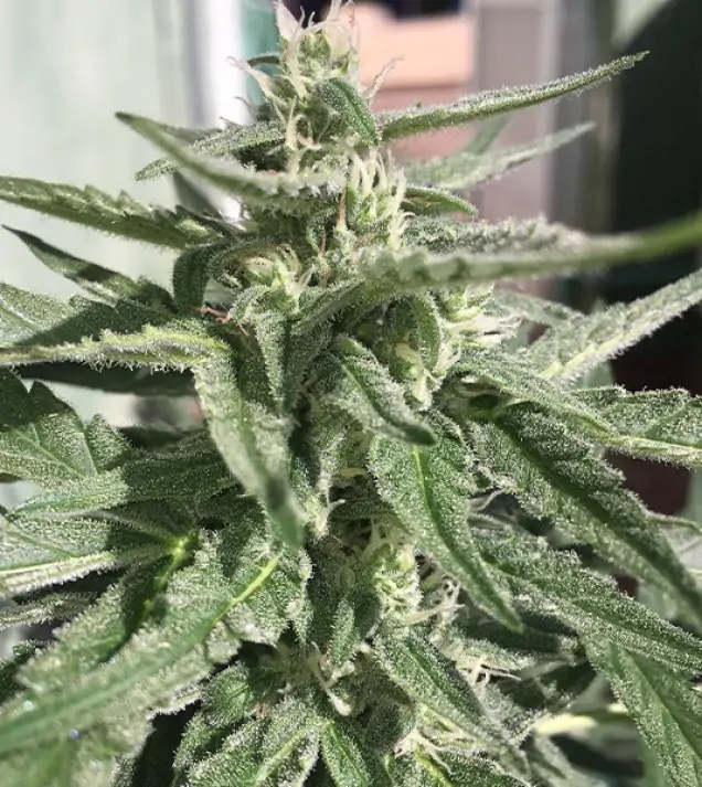 Auto Critical XL SALDI