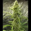 Auto Critical XL SALDI
