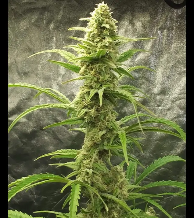 Auto Critical XL SALDI
