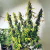 Auto Critical XL SALDI