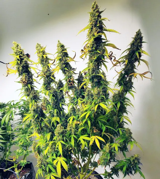 Auto Critical XL SALDI