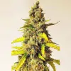 Auto Critical XL SALDI