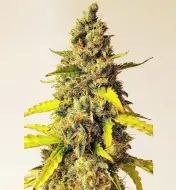 Auto Critical XL SALDI