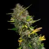 Outdoor Blue Shaman SALDI