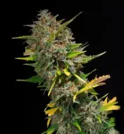 Outdoor Blue Shaman SALDI