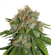 Amnesia Auto SALDI