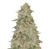 Zkittle SALDI